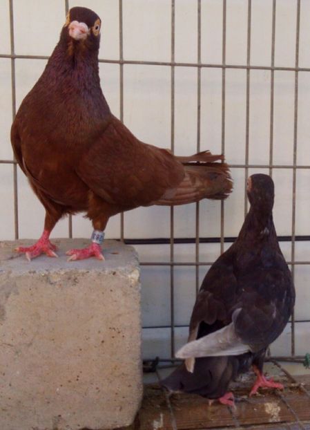  - 2Galateni pana simpla si baltati 2018