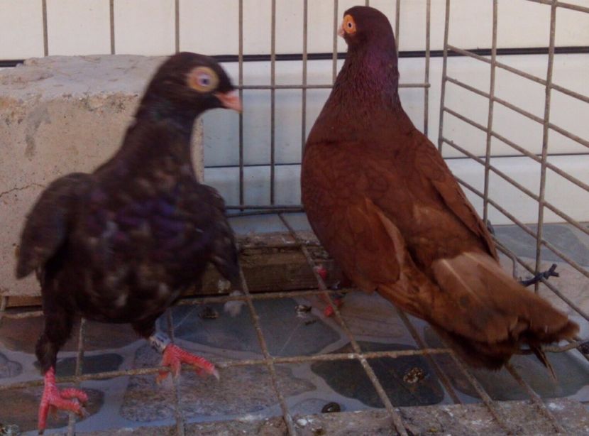  - 2Galateni pana simpla si baltati 2018