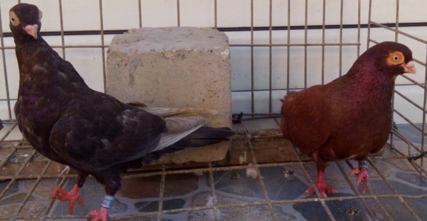  - 2Galateni pana simpla si baltati 2018