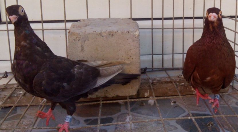  - 2Galateni pana simpla si baltati 2018