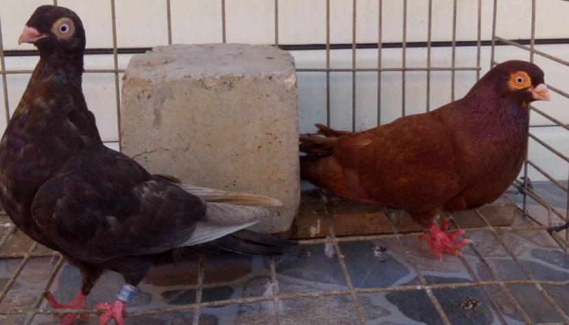 P=7 - 2Galateni pana simpla si baltati 2018