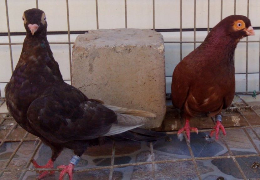 P=7 - 2Galateni pana simpla si baltati 2018