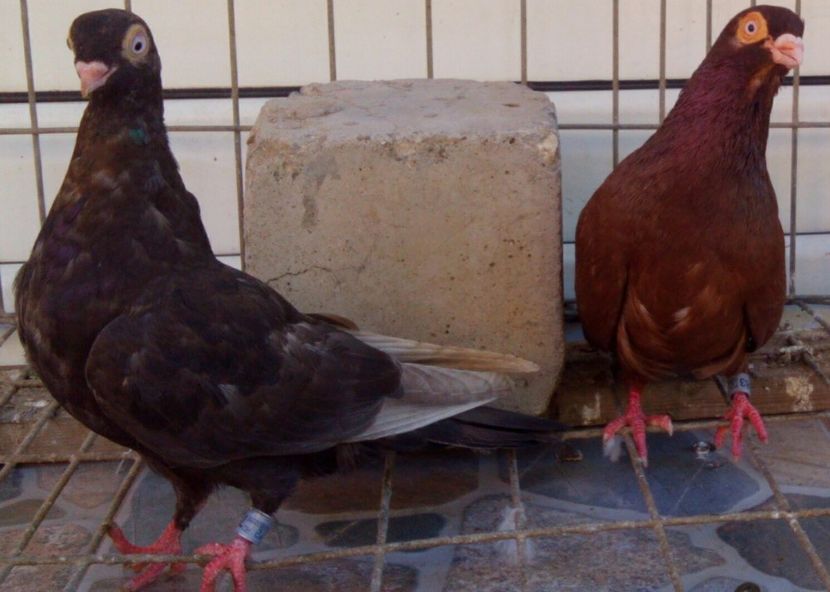  - 2Galateni pana simpla si baltati 2018