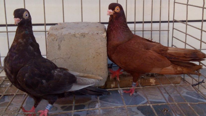  - 2Galateni pana simpla si baltati 2018