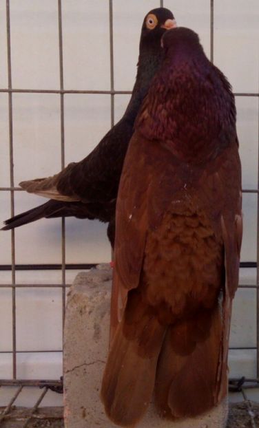  - 2Galateni pana simpla si baltati 2018