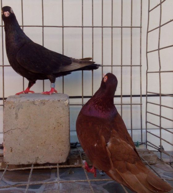  - 2Galateni pana simpla si baltati 2018
