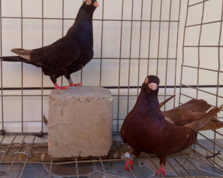 P=8 - 2Galateni pana simpla si baltati 2018