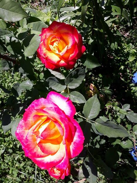 33204825_10205165943105748_3275295614153261056_n - Copie - 2018 - Trandafiri