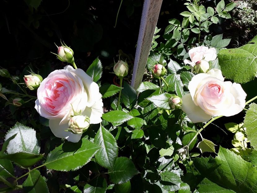 33073625_10205165952105973_2987926872865636352_n - Copie - Copie - 2018 - Trandafiri