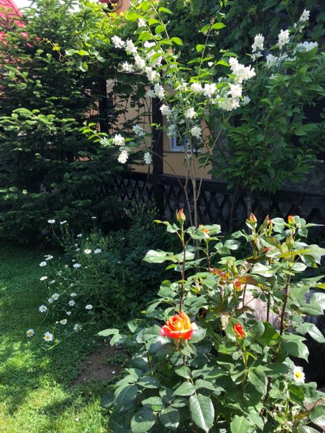 Mai 2018 - 0021 GRADINA IN 2018 2020