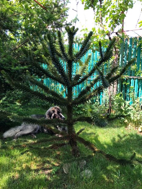 Mai 2018 Araucaria Araucana - 0021 GRADINA IN 2018 2020