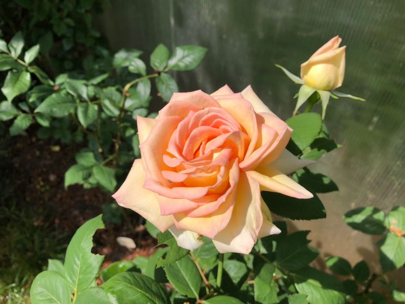 Mai 2018 - 0021 GRADINA IN 2018 2020