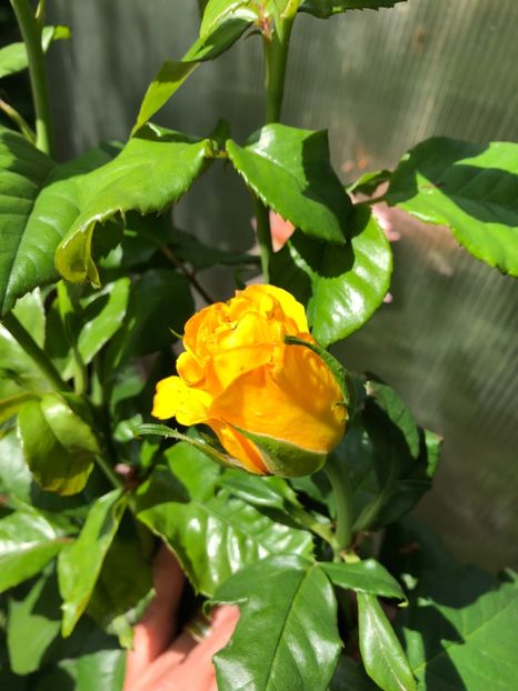 Mai 2018 Buccaner - 0021 GRADINA IN 2018 2020