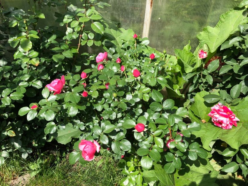 Mai 2018 Leonardo da Vinci - 0021 GRADINA IN 2018 2020