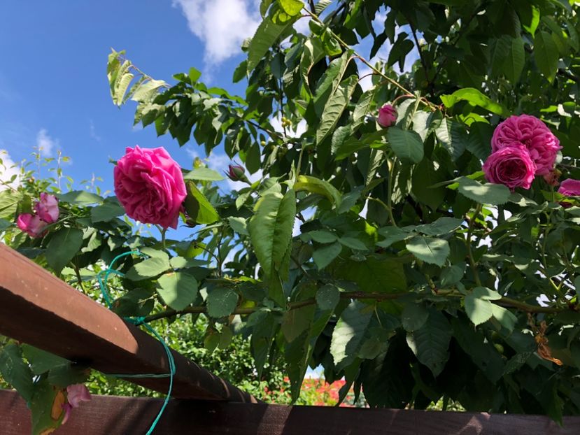 Mai 2018 - de la LIA -Coral Down - 0021 GRADINA IN 2018 2020