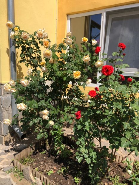 Mai 2018, trandafirii mamei - 0021 GRADINA IN 2018 2020