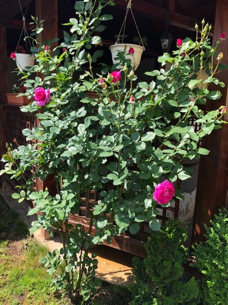Mai 2018 - 0021 GRADINA IN 2018 2020
