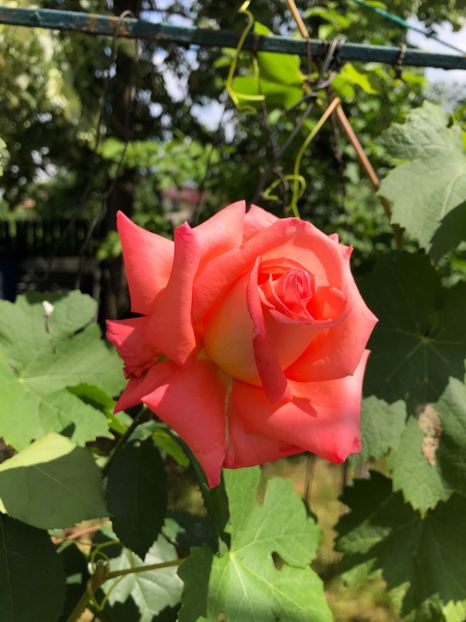 Mai 2018 , trandafirul mamei - 0021 GRADINA IN 2018 2020