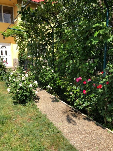 Mai 2018 - 0021 GRADINA IN 2018 2020