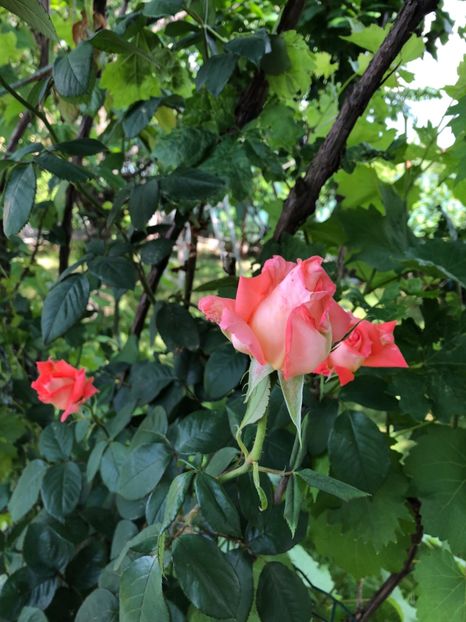 Mai 2018 - 0021 GRADINA IN 2018 2020