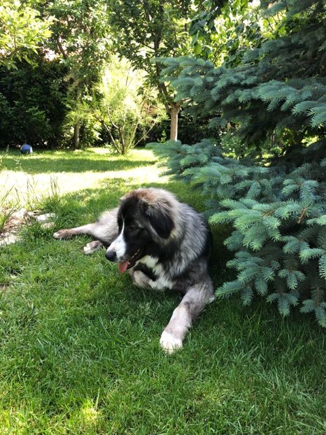 19.05.2018 MARA LA 9 LUNI - MARA DE CROITORU