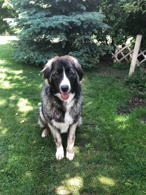 19.05.2018 MARA LA 9 LUNI - MARA DE CROITORU