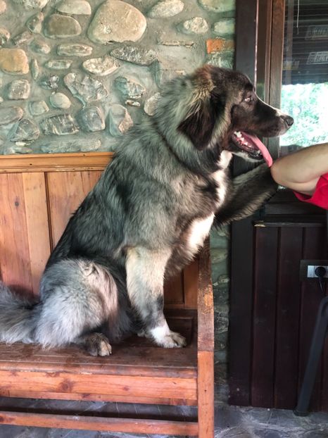 19.05.2018 MARA LA 9 LUNI - MARA DE CROITORU