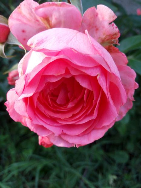  - Floribunda somon - No name