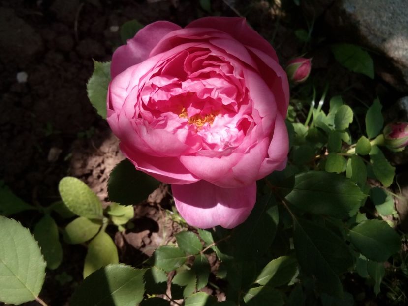  - Englezesc neidentificat-Gertrude Gekyll