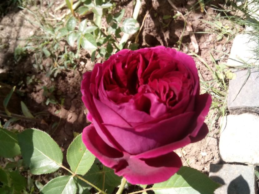  - Englezesc neidentificat