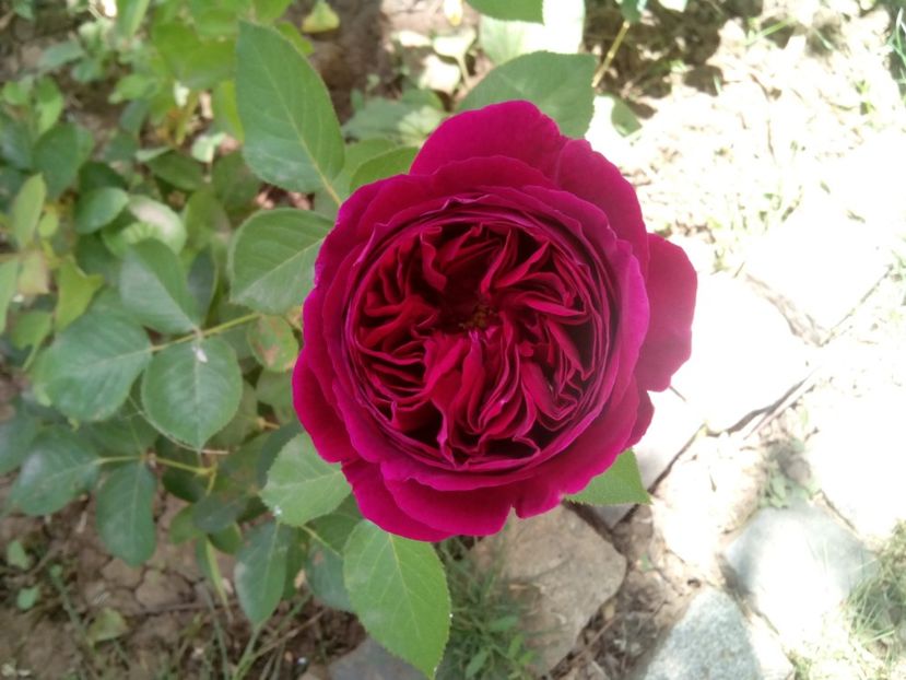  - Englezesc neidentificat