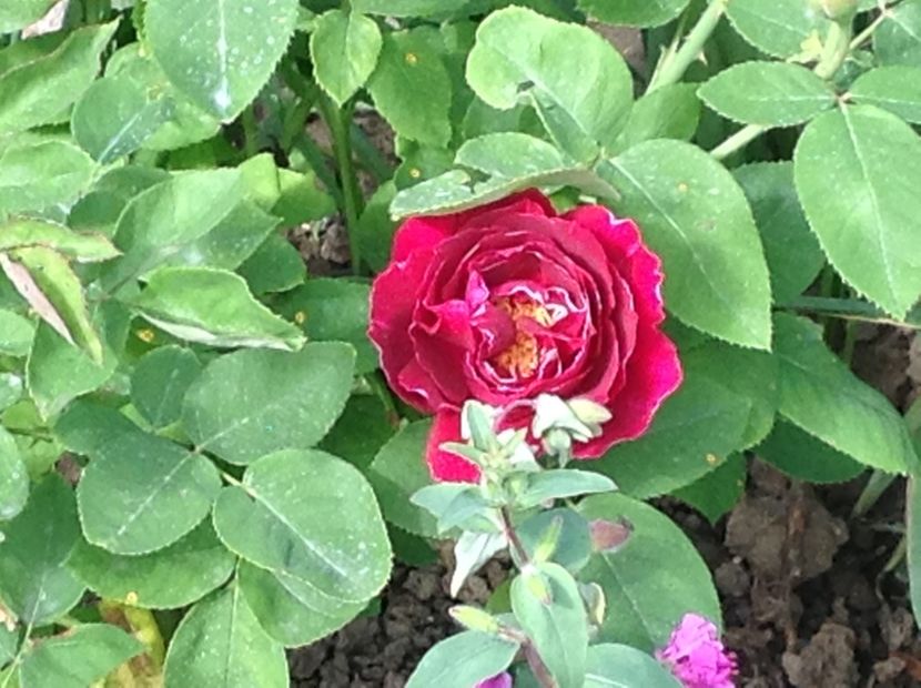  - Baron Girod de L ain