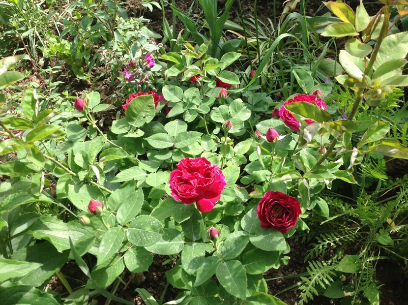  - Baron Girod de L ain