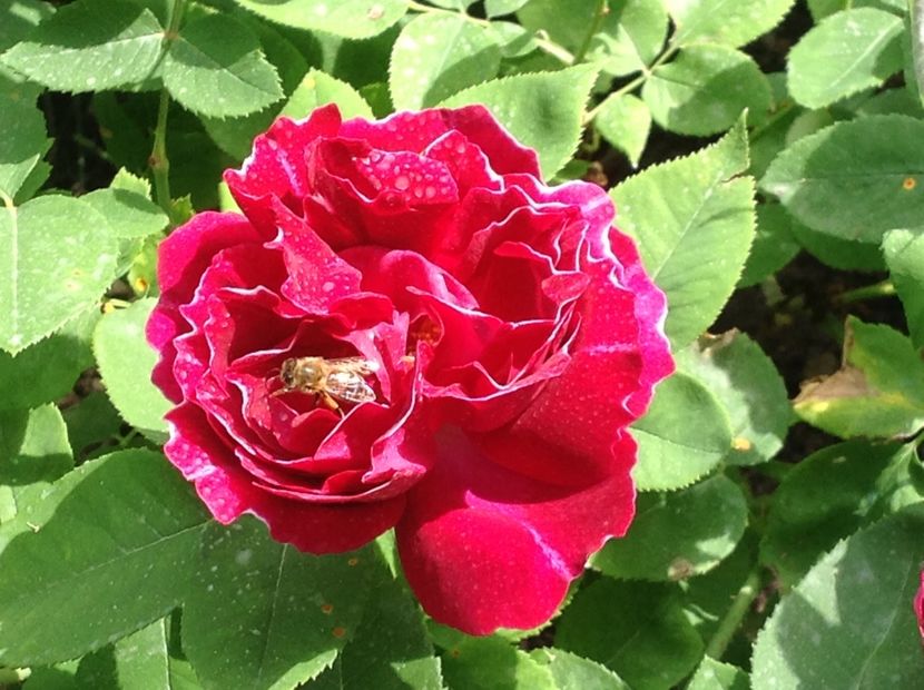  - Baron Girod de L ain