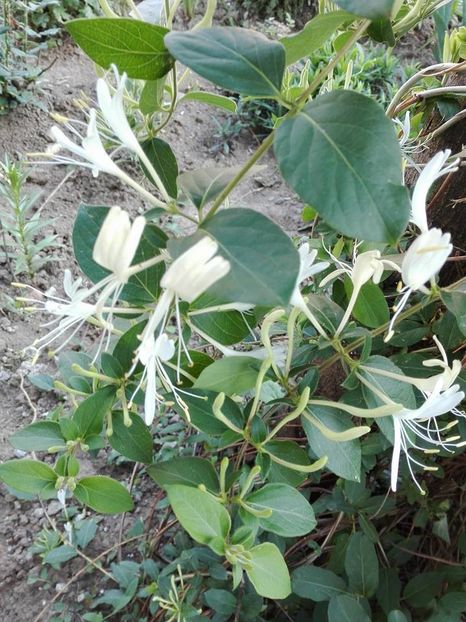  - lonicera