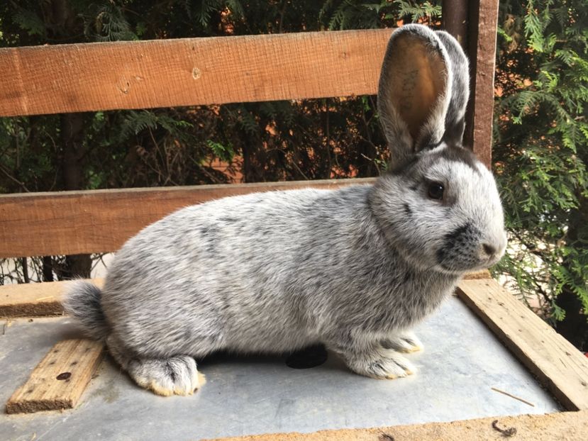 F 0-1 RO 12 2847 - X Iepuri ce i-am avut