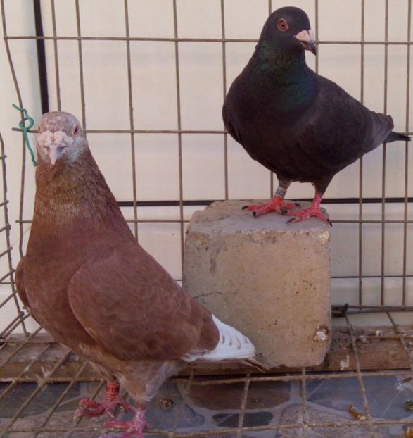 P=2 - 6Porumbei Voiajor Standard----2018