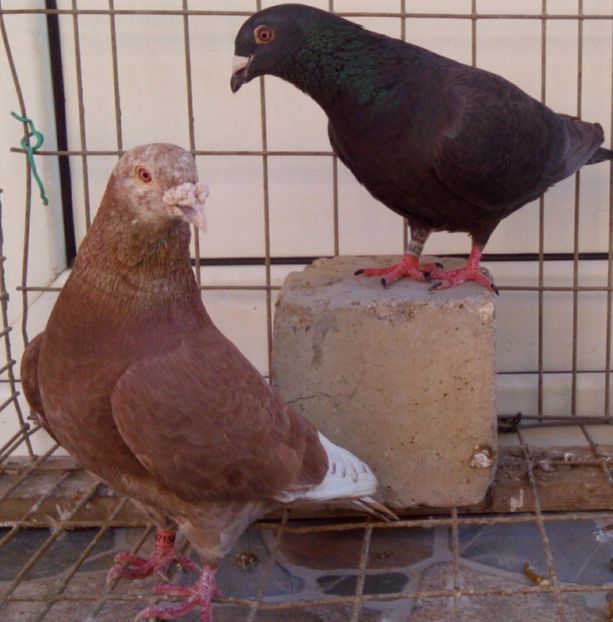 P=2 - 6Porumbei Voiajor Standard----2018