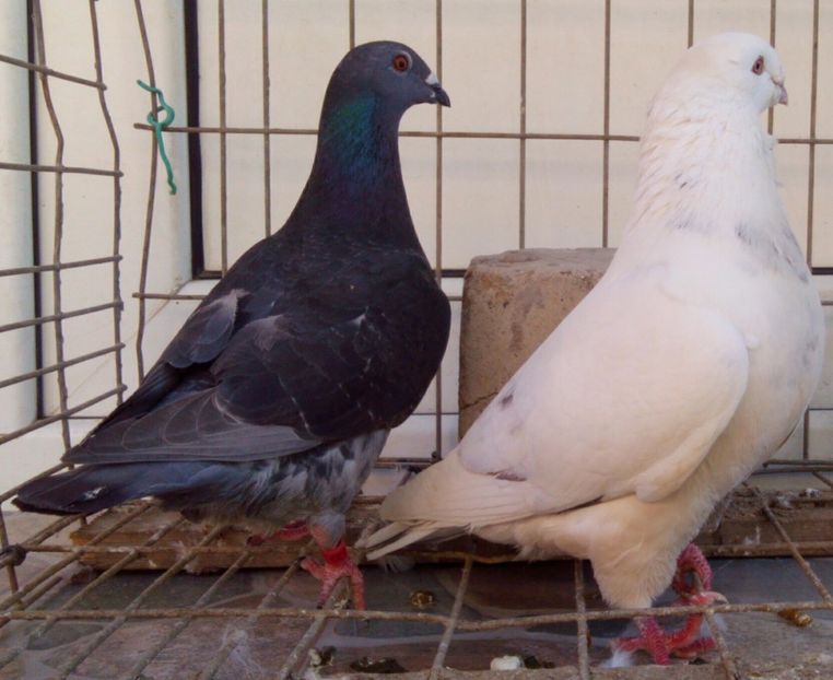 P=3 - 6Porumbei Voiajor Standard----2018