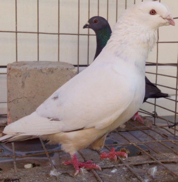  - 6Porumbei Voiajor Standard----2018