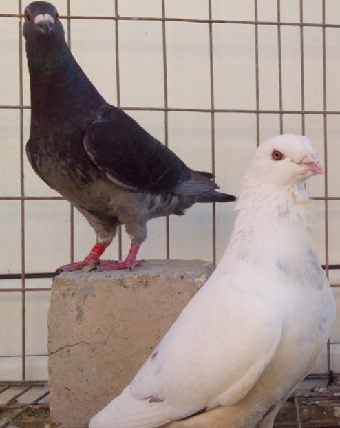 P=3 - 6Porumbei Voiajor Standard----2018