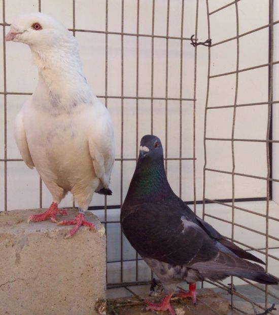  - 6Porumbei Voiajor Standard----2018