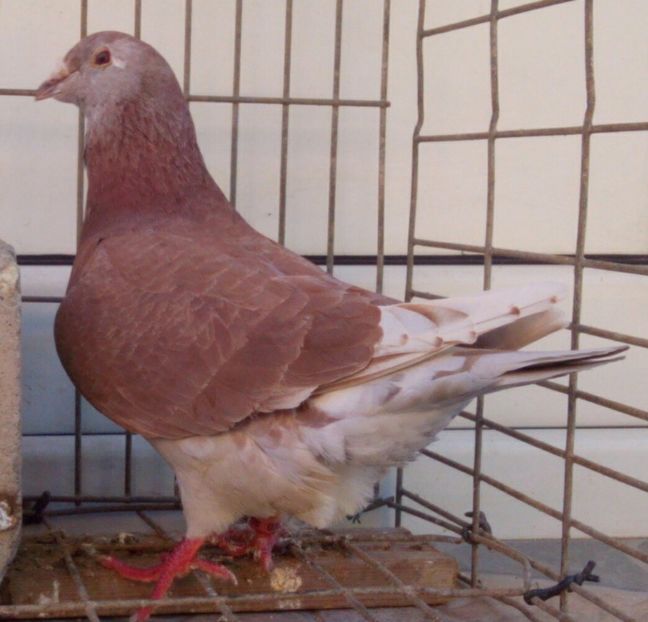 P=4 - 6Porumbei Voiajor Standard----2018