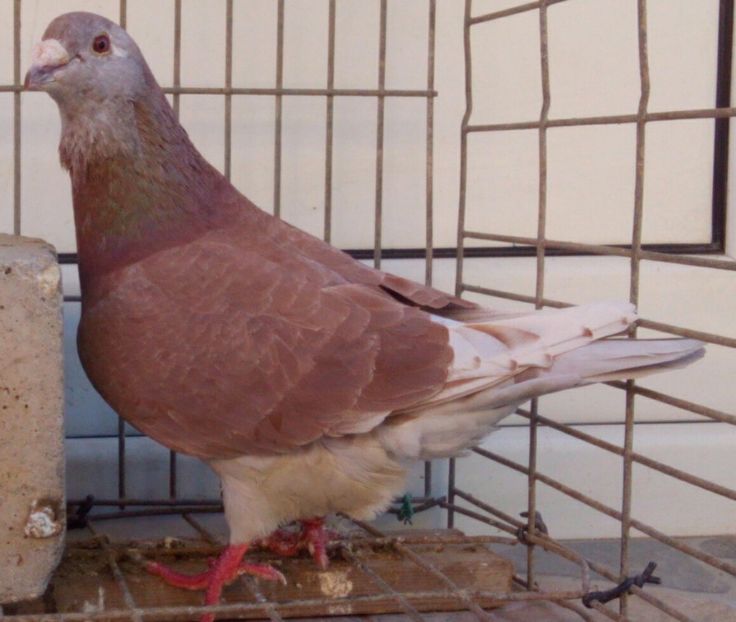 P=4 - 6Porumbei Voiajor Standard----2018