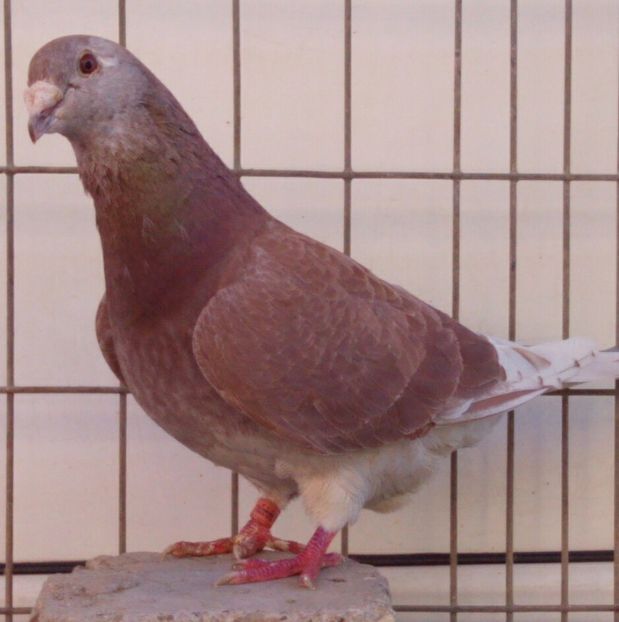 P=4 - 6Porumbei Voiajor Standard----2018