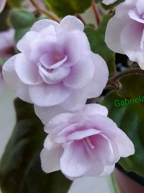  - Rob-s Vanilla Trail