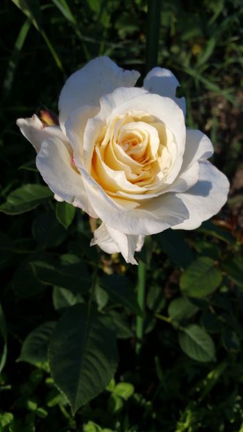 Prima floare - Mis Fine - Trandafiri 2018