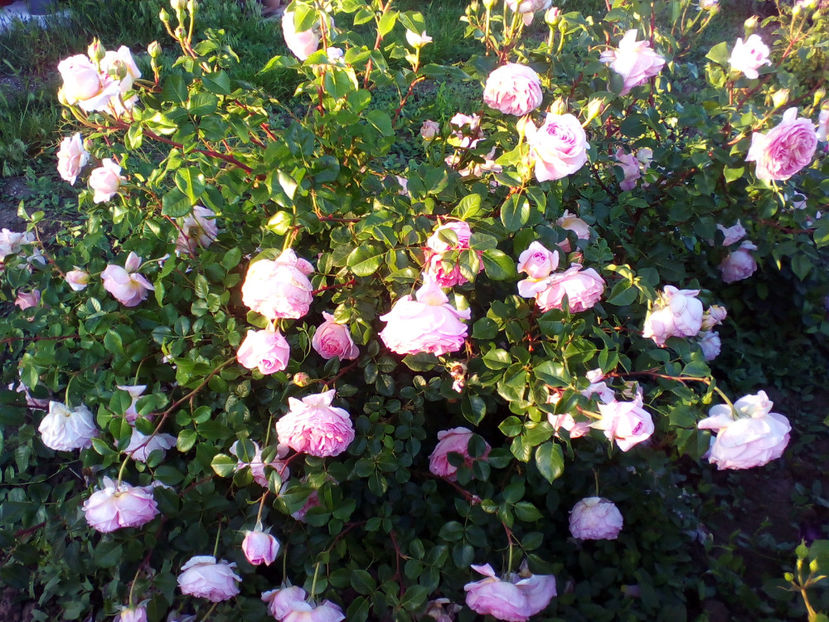  - curtea cu toate cele 2018