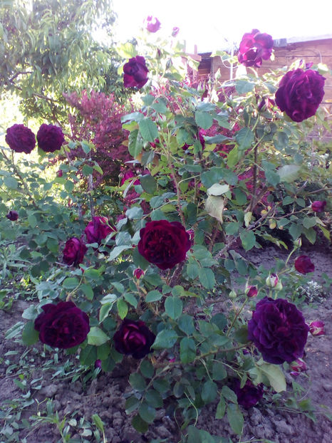  - curtea cu toate cele 2018