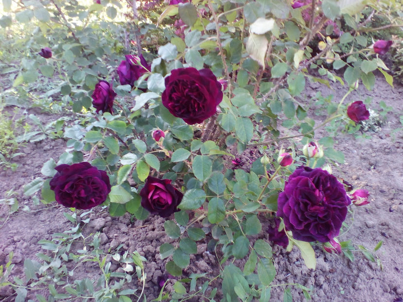  - curtea cu toate cele 2018